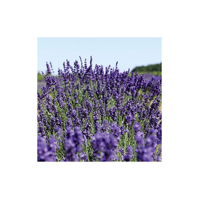 NEAL'S YARD REMEDIES Aroma Body Lotion 6.8 fl oz (200