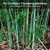 Real Growers Bamboo Special 13-5-11 – 12-Month Slow-Release Fertilizer for