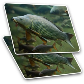 Rectangle Stickers (Set of 2) 10cm - Wild Common Carp Fish Fishing Fun Decals for Laptops,Tablets,Luggage,Scrap Booking,Fridges, #15753