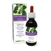 Ordinary Ivy or Climbing Ivy (Hedera Helix) Leaves Alcohol-Free Mother