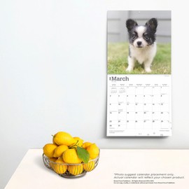 Chihuahua Puppies | 2025 12 x 24 Inch Monthly Square Wall Calendar | BrownTrout | Animals Small Dog Breeds