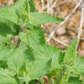 Catnip Herb Garden Seeds - 1 Oz - Non-GMO, Heirloom Herbal Gardening Seeds - Nepeta cataria
