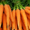 Carrot-Imperator 58 (1000 Seeds)