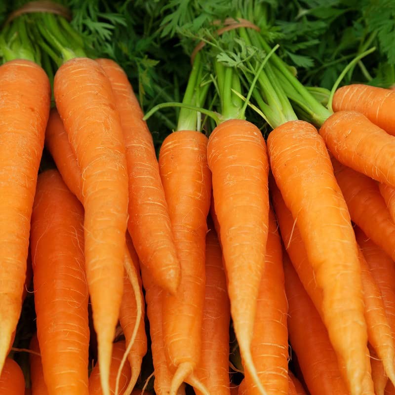 Carrot-Imperator 58 (1000 Seeds)