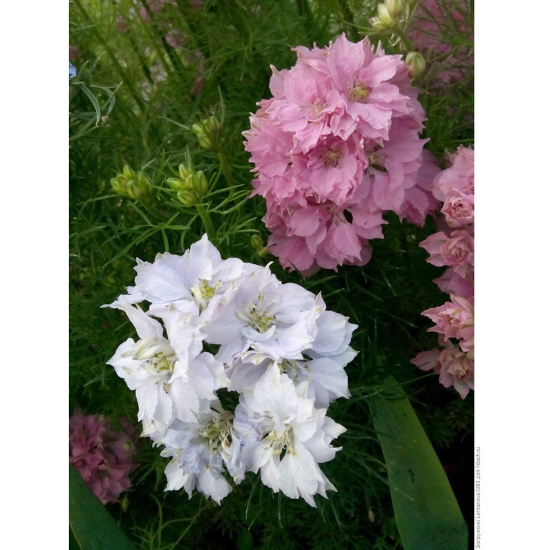 22Day Seeds: Seeds Delphinium Dwarf Mix/Annual Flowers