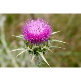 ekurekutexikku, Milk Thistle (mirukusisuru, nogesi) 2 oz. Tincture 59.2ml E178 