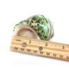 PEPPERLONELY 2 PC Natural Large Hermit Crab Shells, Banded Green