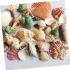 DOITOOL 1pack Natural Shell Conch Fish Tank Landscaping DIY Craft