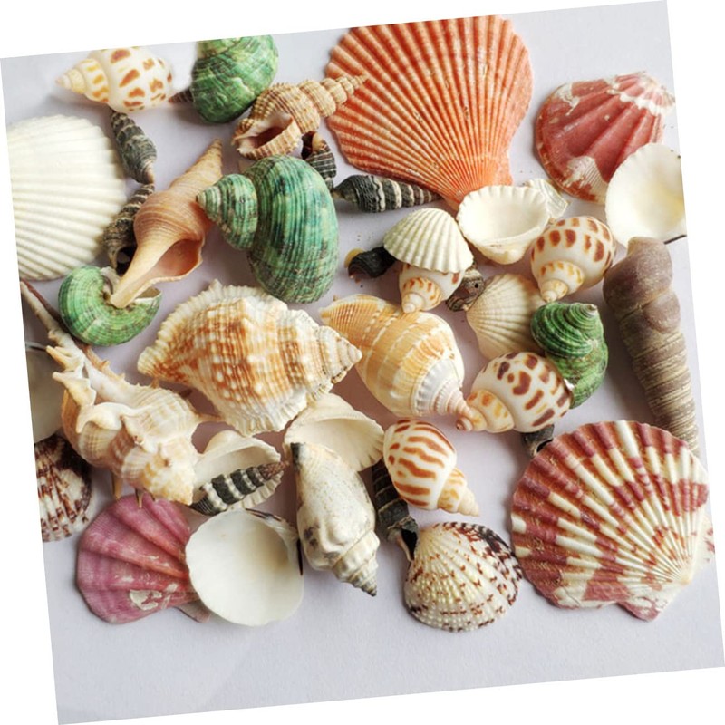 DOITOOL 1pack Natural Shell Conch Fish Tank Landscaping DIY Craft
