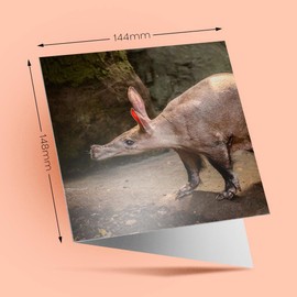 1 x Greeting Card Bald Aardvark African Animal - Blank Birthday Celebration Anniversary #12368