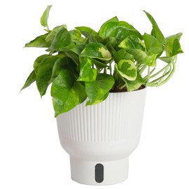 Costa Farms Lemon Meringue Pothos, Rare Unique Live Indoor Plant in 6-Inch Self-Watering Houseplant Pot, Potting Soil, Trending Tropicals Collection, Room and Home Decor