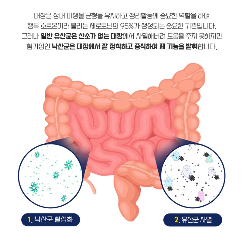 biopharmaceutical Premium Miyairi Lactobacillus Probiotics Intestinal Health Colon Lactobacillus 30