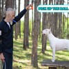 4 PCS Dog Whistles For Recall, Dog Training Whistle for