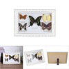 Jeffergarden Framed Butterflies Specimen, 9.5 * 29.5 * 4 cm