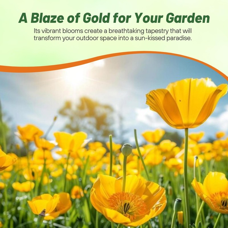 Outsidepride Golden West California Poppy Seeds - 5000 Pieces Annual,