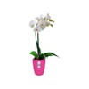 elho Brussels Orchid High 12.5 - Flower Pot for Indoor