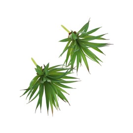 LJY 2 Pieces Realistic Artificial Faux Succulent Yucca Vera Greenhouse Small Plants Unpotted for Home Garden Decoration (Spring Green)
