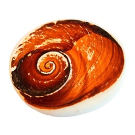 Pooja Ghar Big Original Gomati Chakra Shubh Energized Mantra Siddha Natural Divya Holy Stone (White)