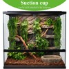 Suncalla Reptile Plants Terrarium Hanging Plants Vines Boston Climbing Terrarium