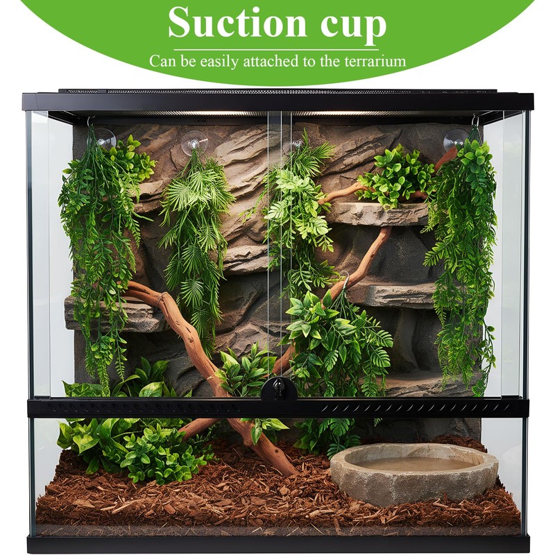 Suncalla Reptile Plants Terrarium Hanging Plants Vines Boston Climbing Terrarium