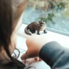 Safari Ltd. River Otter Figurine - Realistic 3" Wildlife Figure