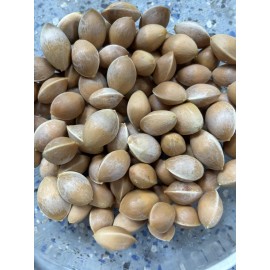 MAIDENHAIR TREE Ginkgo Biloba - 6+ SEEDS, Fresh 2024