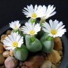 Mixed White Flower Lithops Seeds, Succulent Plants, 100pcs/pack