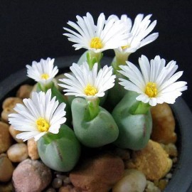 Mixed White Flower Lithops Seeds, Succulent Plants, 100pcs/pack
