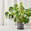 48 Inch Bendable Moss Pole for Plants Monstera, Coir Plant