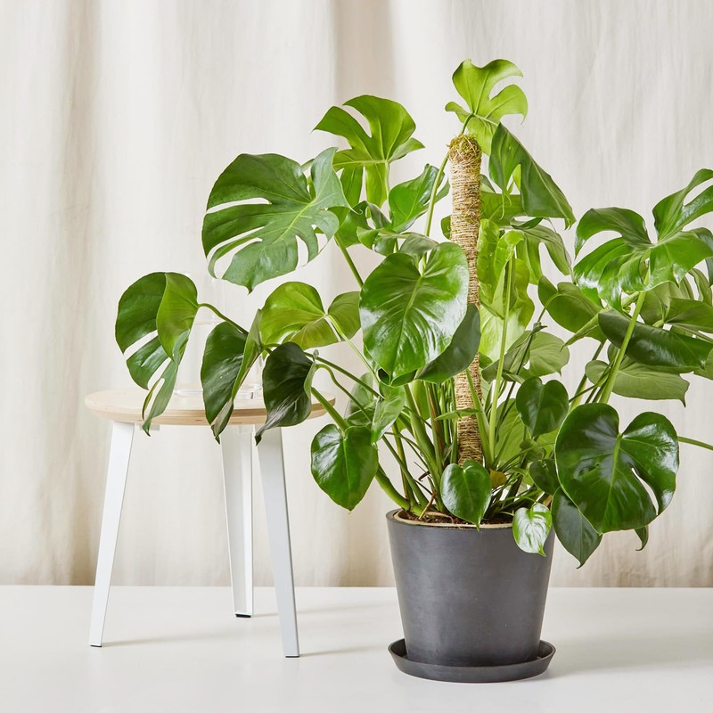 48 Inch Bendable Moss Pole for Plants Monstera, Coir Plant