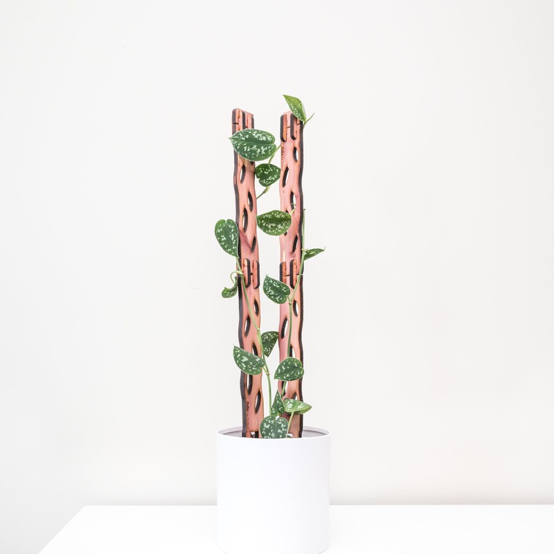 Treleaf - Zella Regular Starter Kit- Wooden Extendable Plant Support