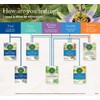 Traditional Medicinals Organic Chamomile & Lavender Herbal Tea, Settles Nervous