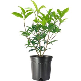 Fragrant Tea Olive | 3 Live Gallon Size Plants | Osmanthus fragrans | Ideal for Gardens & Landscaping | Easy-to-Grow Evergreen Shrub | Delightful Sweet Scent | Decorative & Versatile