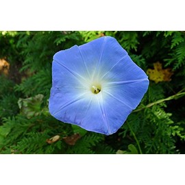 Morning Glory Heavenly Blue Untreated Fresh Nice Garden Flower by Seed Kingdom (500 Seeds)