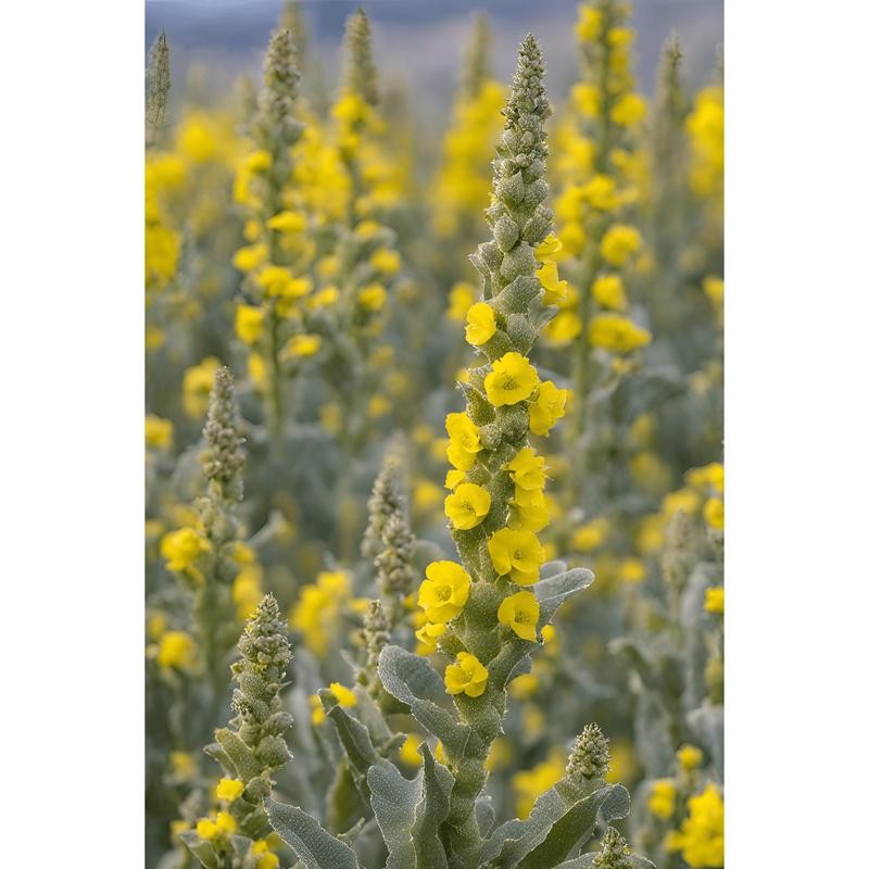 Lung Health Tea for Respiratory Wellness - Size: Glass Jar