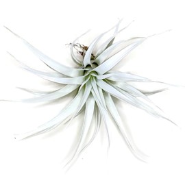 Colored Capitata Air Plant, Tillandsia Air Plant, Airplant, Air Purification, House Plant, Home Decor & Gift, Live Plant (White)