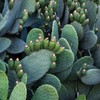 WELEDA Organic Fig Cactus 24-Hour Moisturising Cream - Vegan Natural