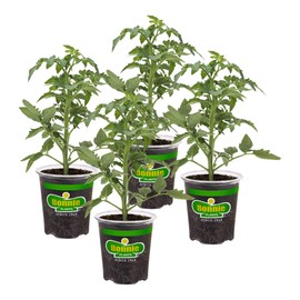 Bonnie Plants Celebrity Hybrid Tomato Live Vegetable Plants - 4 Pack, Disease-Resistant, 7 - 8 Oz. Fruit Size, 65 Day Harvest Time