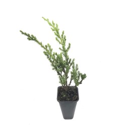 Green Sargent Juniper - 3 Live Plants - Juniperus Chinensis - Drought Tolerant Cold Hardy Evergreen Ground Cover