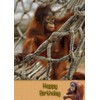 Orangutan Birthday Card