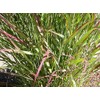 1000 Switchgrass Switch Grass Seeds ‘Cave in Rock’ Panicum virgatum