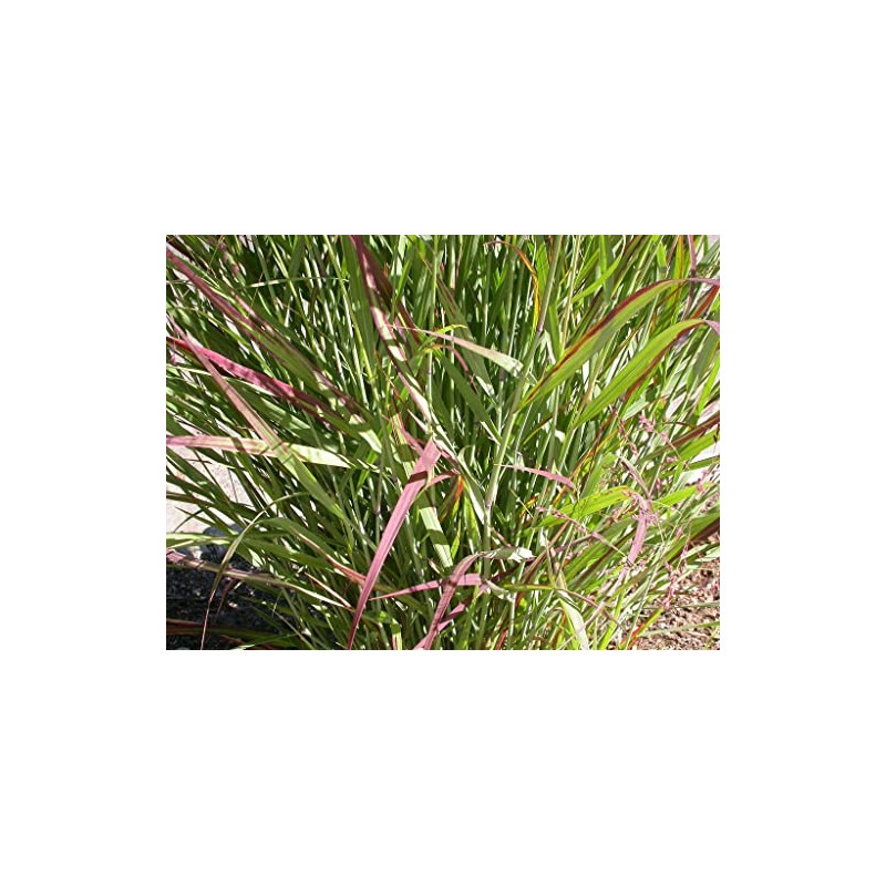 1000 Switchgrass Switch Grass Seeds ‘Cave in Rock’ Panicum virgatum