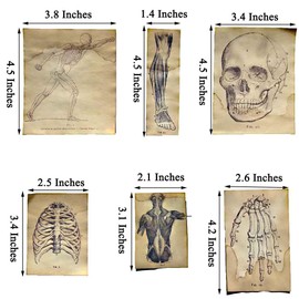 Vilikya Handmade Coffee-Dyed Junk Journal Paper, Vintage Ephemera Skeleton Human Anatomy Papers, 17PCS Aged Decoupage Paper for Scrapbook Supplies, Journaling, DIY Crafts, and Wall Collage Decor Kit