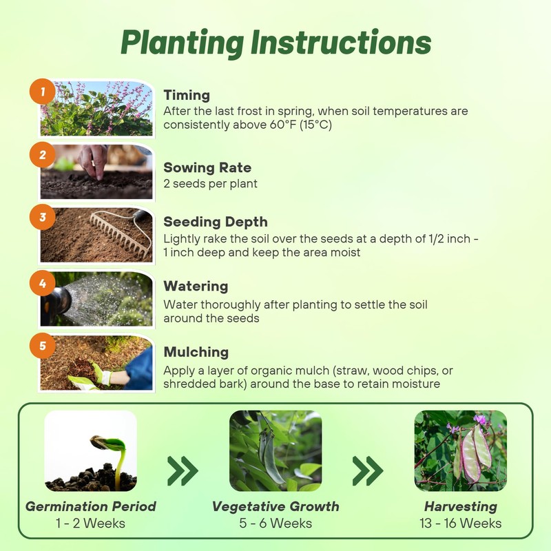 Outsidepride Green Lablab Hyacinth Bean Vine Seeds - 100 Pcs