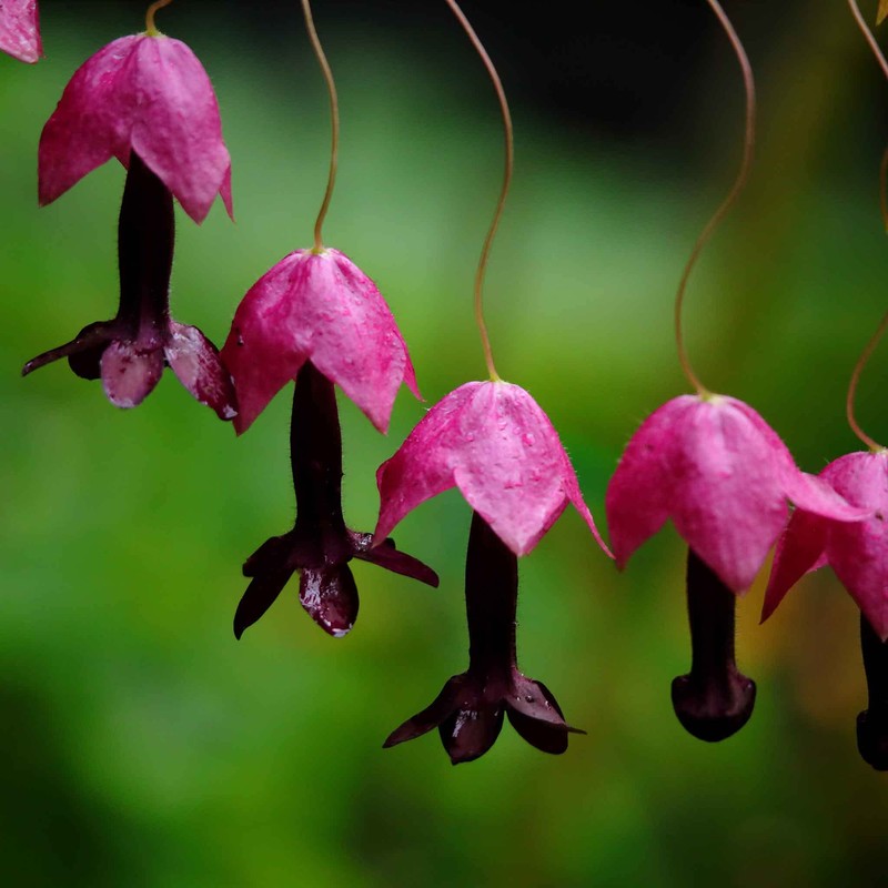 Eden Brothers Purple Bell Vine Seeds