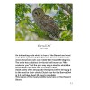 Book Photographing & Banding Owls 8-1/2" X 11" Images &