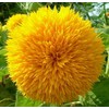 Dwarf Sunflower Seeds for Planting - Grow Teddy Bear Sun