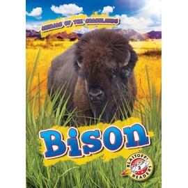 Bison