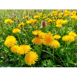 TomorrowSeeds - Dandelion Seeds - 20000+ Count - for 2025 Planting Taraxacum Yellow Puffball Cankerwort Clover Daisy Blowball Flower Perennial Garden Plant Grow Your Own Home Farm Patio Healthy