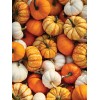 Sunshine Master Mini Mix Pumpkin Seeds Blend Tiger/White/Ja - 15